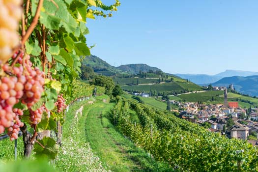 Gewürztraminerweg Tramin 