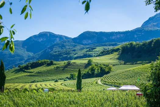 Gewürztraminerweg Weinlehrpfad Tramin 