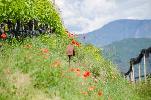 Wanderung durch die Reblandschaft 